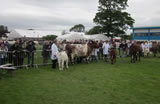 Royal Highland Show 2015