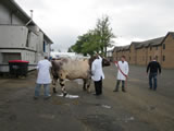 Royal Highland Show 2015