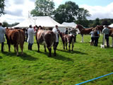 Moffat Show 2014