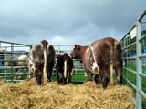 Peebles Show 2014