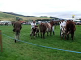 Peebles Show 2014