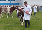 Royal Highland Show 2013