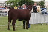Royal Highland Show 2013