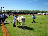 Stirling Show 2013