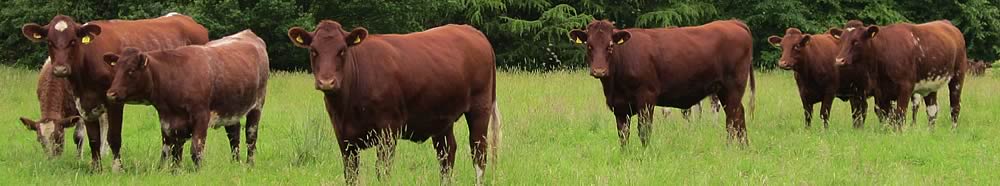 Shawhill Beef Shorthorns