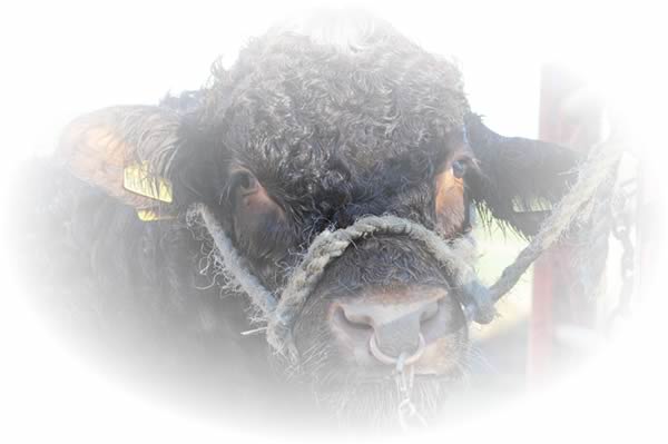 Shawhill Shorthorns