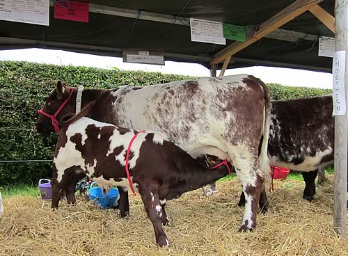 Sandwick Celtic Rose with her 14 week calf,  Shawhill Einstein by Alvie Blue Eyedboy 