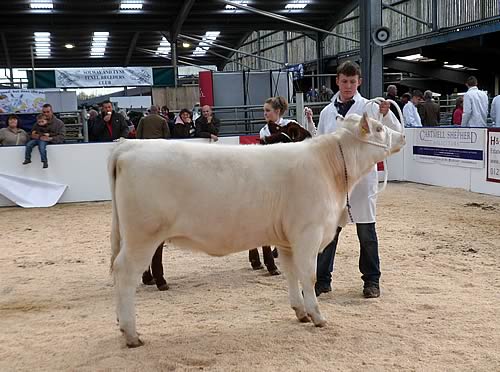 Fieldhouse Daphne 573800188 by Albion L`Anniversaire (a son of Dunsyre North Star) - one of our three in-calf heifers entered for the Stirling sales