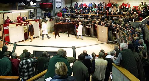 Fieldhouse Daphne 573800188 by Albion L`Anniversaire (a son of Dunsyre North Star) - one of our three in-calf heifers entered for the Stirling sales