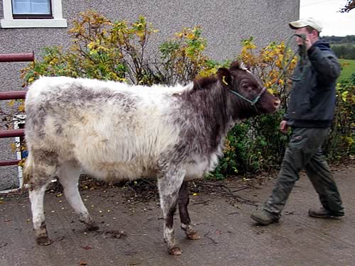 Shawhill Festive by Vortrekker of Upsall, b. 19.4.12