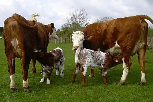 Young imported Beef Shorthorn embryo transplant calves with their surrogate dams