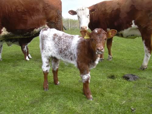 Imported embryo calf by K-Kim Freedom.