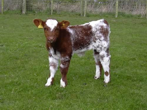2012. Imported embryo calf by K-Kim Freedom