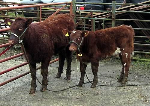Two heifer calves to be sold at Skipton with their dams