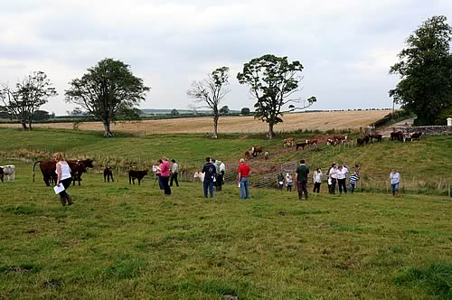 North of England Shorthorn Breeders Club Visit