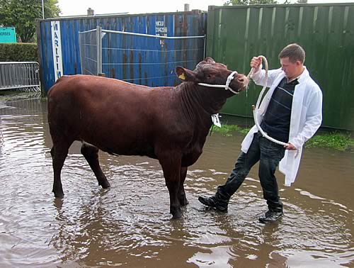 Outrawcliffe Emilly our reserve champion heifer getting her feet wet at Dumfries Show
