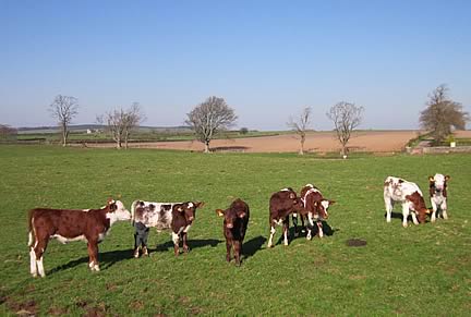 Shorthorn & Shorthorn cross calves, April & May born, by Vortrekker of Upsall & Alvie Blue Eyedboy