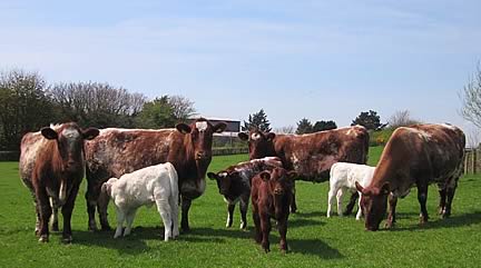 Shawhill Shorthorns. March & April born calves by Dunsyre Duke