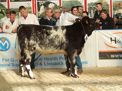 Shawhill Florence Gertrude (H) – 1st prize, Carlisle Agri-Expo