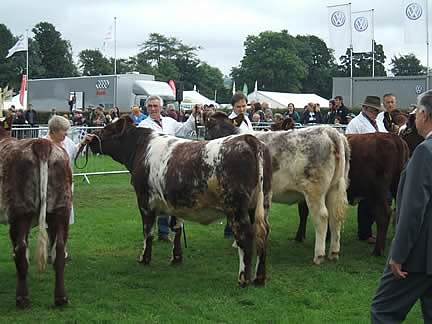 Shawhill Fancy & Shawhill Festive 