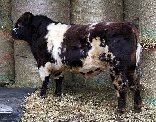 Shawhill Evaristus 583801072, lot 342 Stirling Bull sales