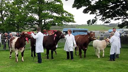 Fife Show, line-up for the female championship