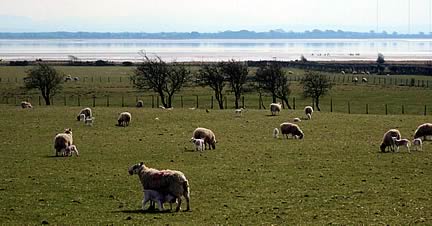 Our Mule ewes with twin lambs, near to the Solway shore