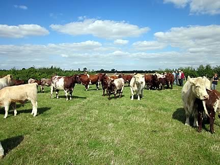 Pode Hole, amongst the herd