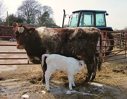 Shawhill Lady Gaga, a one day old white poll calf for Fieldhouse Chantelle