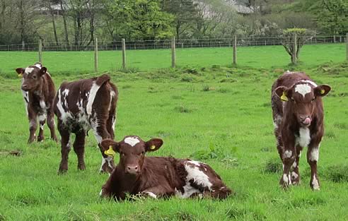 April born calves by Burnside Elite