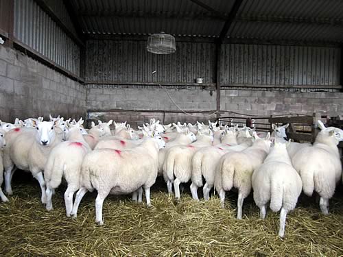Archbank North Country Cheviot shearling gimmers