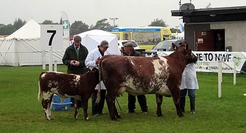 Reserve Champion - Fieldhouse Florence Anita with Shawhill Henderson