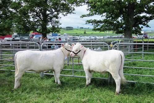 Shawhill Lady Gaga & Shawhill Gemma at Fife Show 