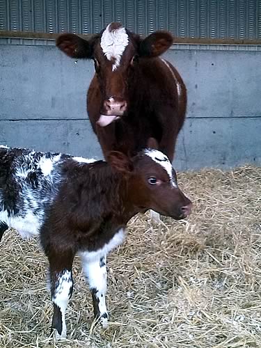 Shawhill Dewdrop Firth and her calf