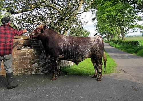 Shawhill Freedom (P) (ET) (593802065)