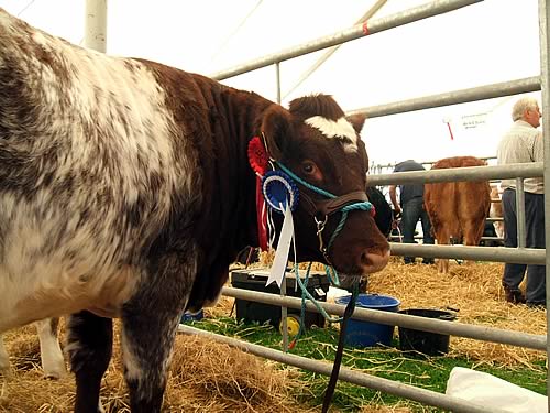 Shawhill Florence Gertrude, Reserve Champion