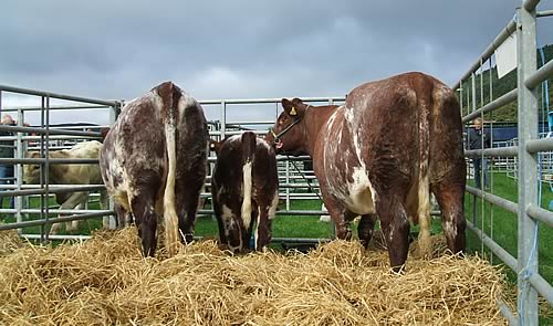 Peebles Show