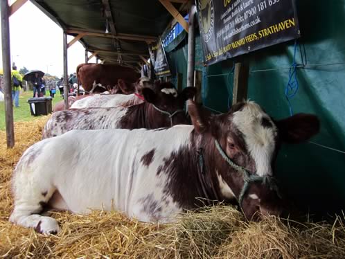 Dumfries Show - out of the rain!