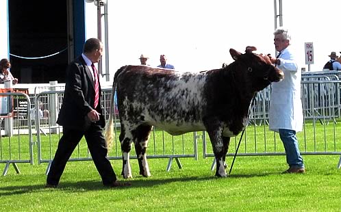 Shawhill Florence Gertrude, 2nd in class, Royal Highland Show
