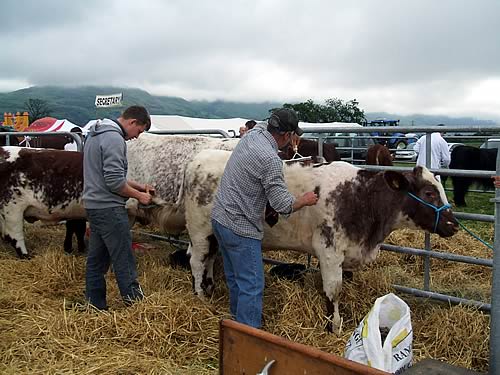 Stirling Show