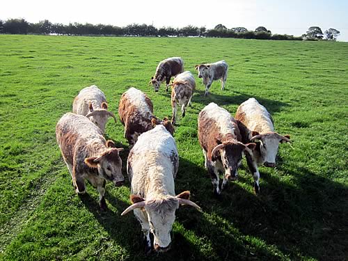 Blackbrook Herd of Longhorns