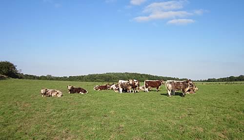 Blackbrook Herd of Longhorns