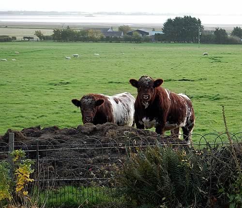 Two bulls, Shawhill Harry Begg 613803293 and the Yorkshire Show Reserve Junior Champion, Shawhill Henderson 613802099, studying the new garden works at Annan.