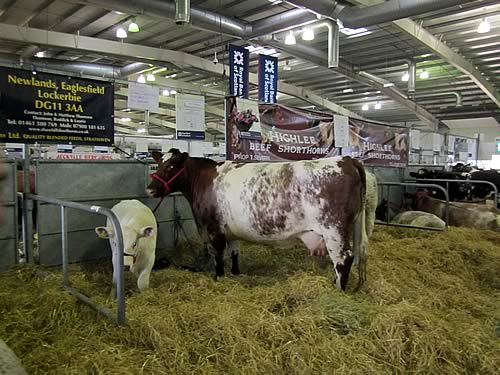 Sandwick Celtic Rose, with her white heifer calf at foot