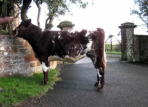 Shawhill Irene Gillian