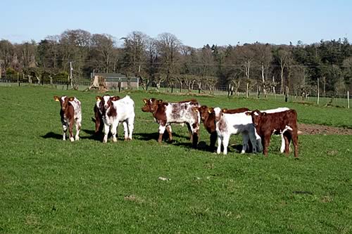 Shawhill Shorthorns, March born calves at Newlands