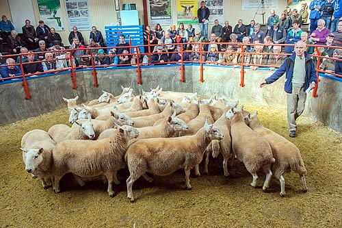 Archbank draft ewes, Longtown Mart