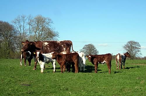 Fieldhouse Florence Anita with some March born calves