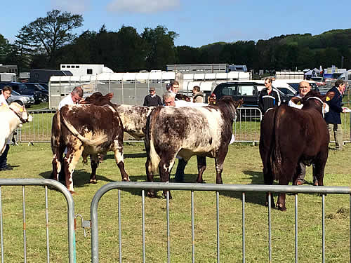 “Shawhill Harry Begg (centre) at The Fife Show