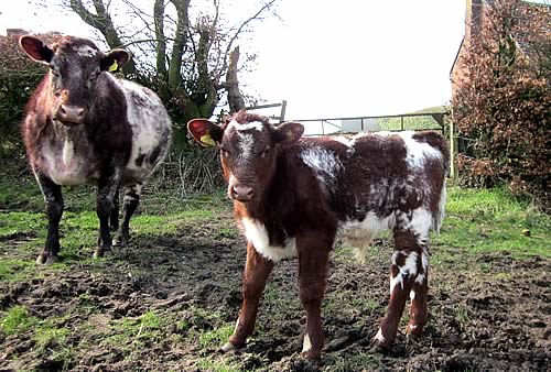 Glenisla Eva Broadhooks E862 with her bull calf, Shawhill J-A-T, by Shawhill Freedom